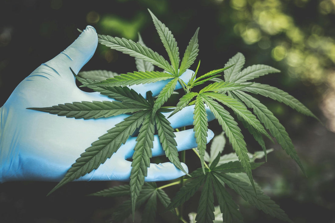 Is Weed Legal in San Antonio, Texas? Everything You Need to Know - Kiefs Dispensary
