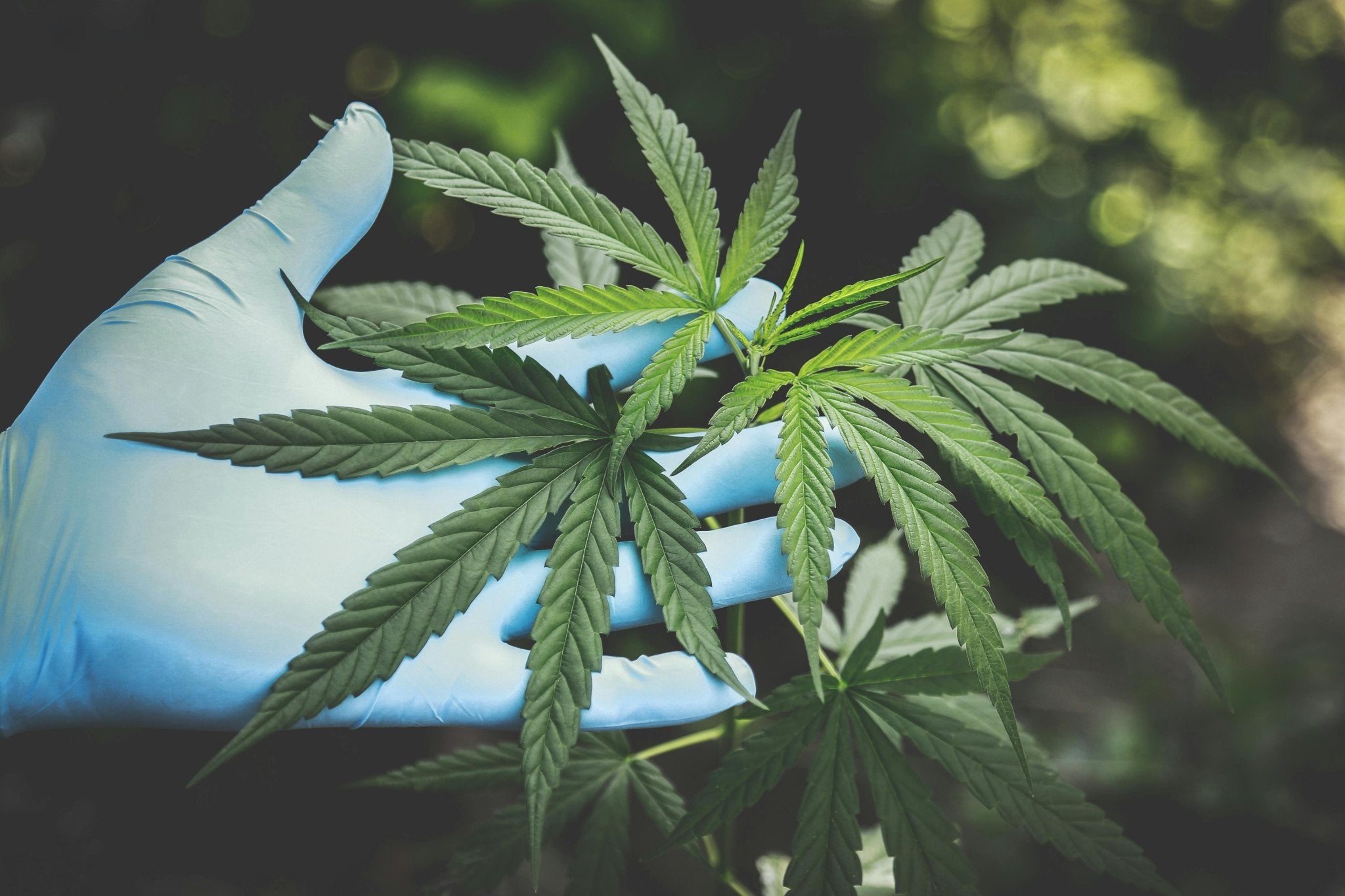 Is Weed Legal in San Antonio, Texas? Everything You Need to Know - Kiefs Dispensary 