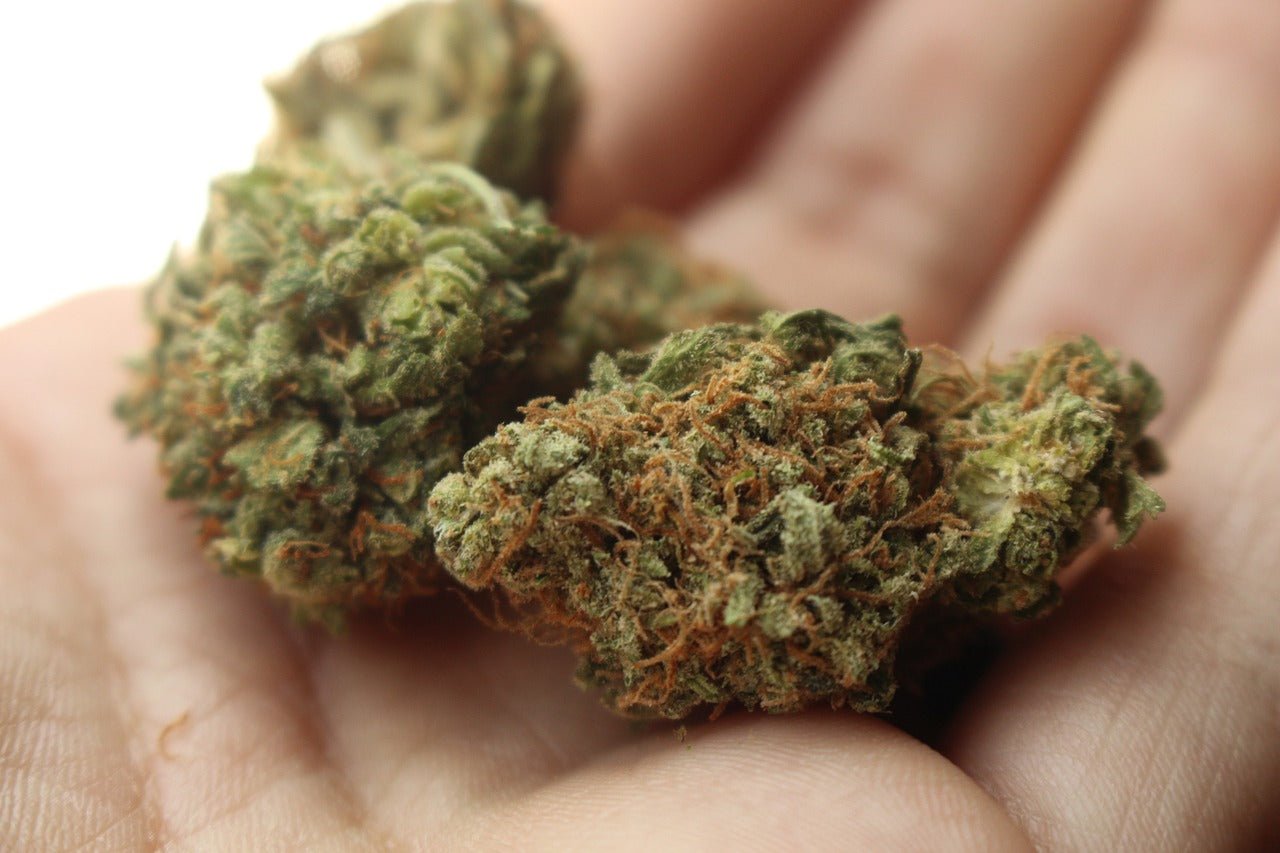 THCA vs CBD: What’s the Deal? - Kiefs Dispensary 