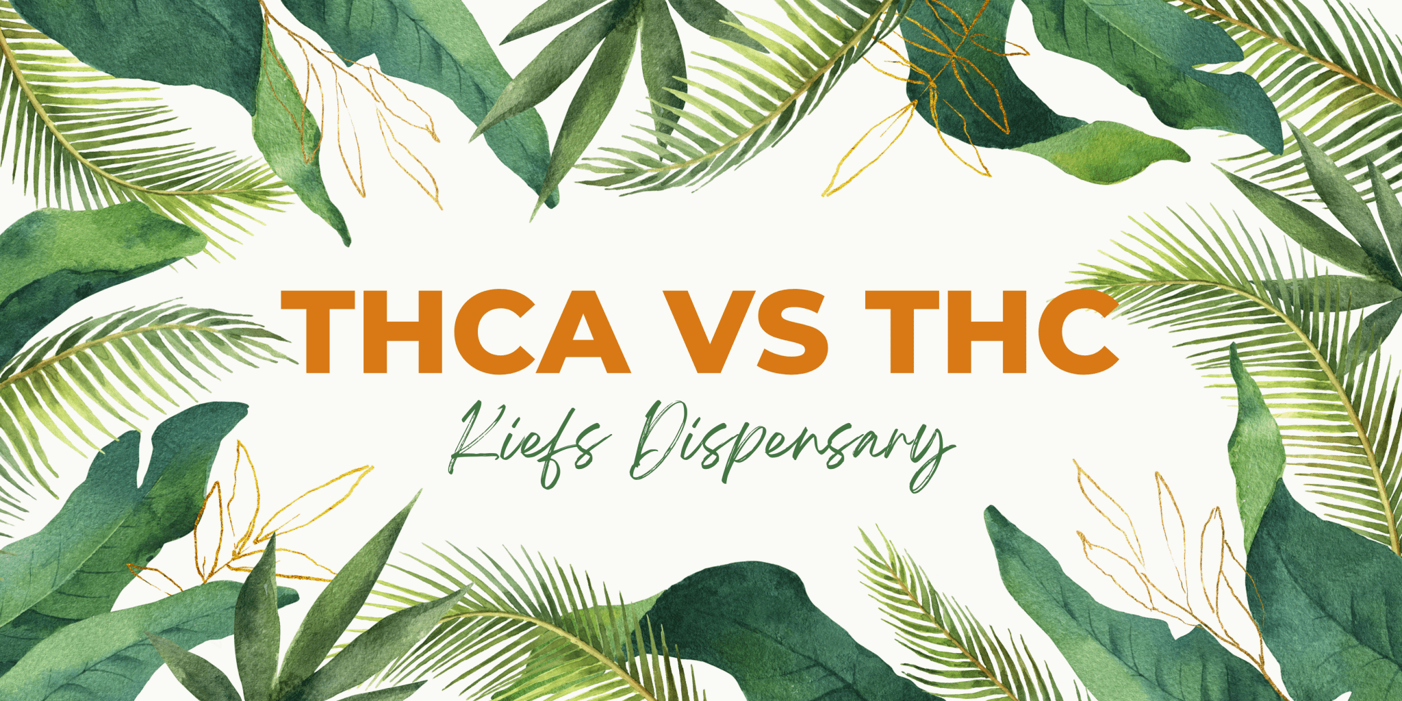 THCA vs THC: What You Need to Know About This Legal Cannabinoid and Its Benefits - Kiefs Dispensary 
