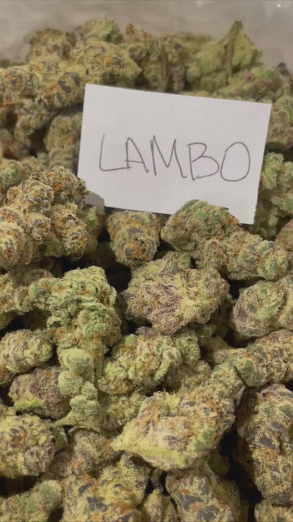 lambo flower thca cbd sativa